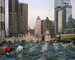 Hell's Kitchen Rooftop Farm