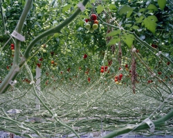 Tomatoes 1, 2012